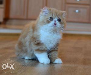 Cash on delivery pure persian kitten for sale in noida only