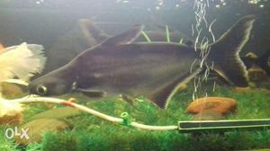 Cat Fish Black - 2nos. & White - 1 No.