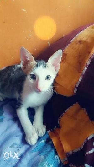 'Chinu' Cute cat. 2 month old cat, female,