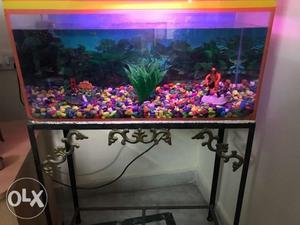 Clean and neat aquarium with oxygen and filter