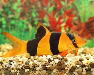 Clown loach fish for aquarium hobbyists