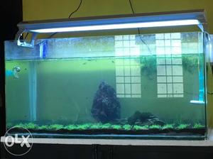 Co2,tank,rocks,table included