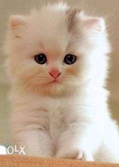 Cod all color pure persian kitten for sale in all india