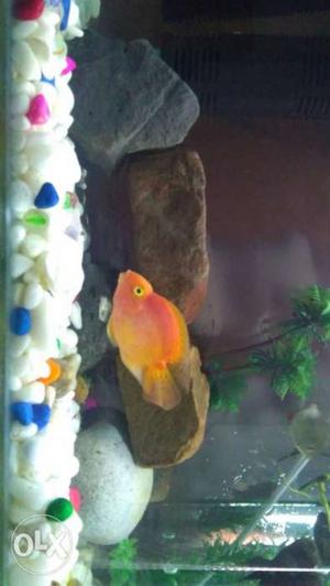 Confirm Male Parrotfish of 3.5-4 inch for Sale