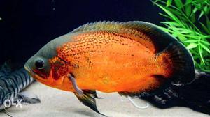 Copper oscar fish for aquarium hobbyists