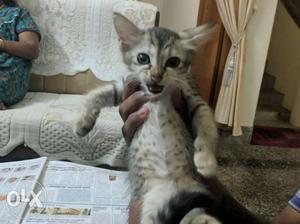 Cross breed persian Cat