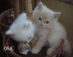 Doll face persian kitten available for sale in cod