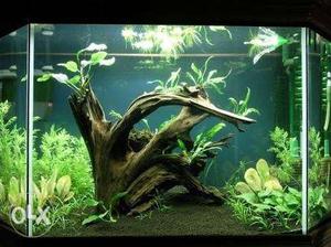 Driftwood for aquarium hobbyists
