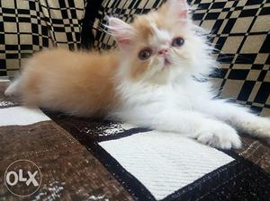 Extreme punch red and white Persian male kitten available