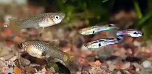 Feeding guppies for pair 5.free home delivery