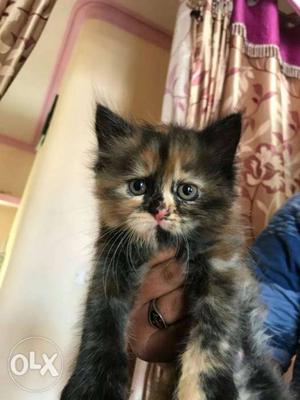 Female calico semipunch persian kitten available