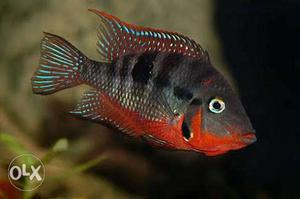 Firemouth cichlid fish for aquarium hobbyists