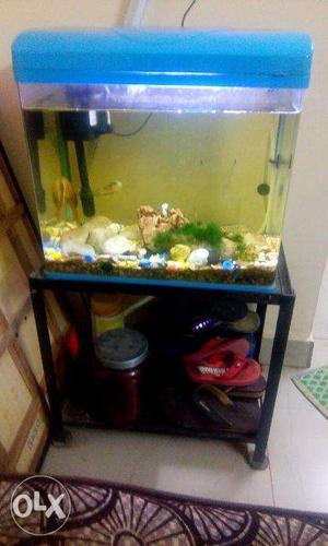 Fish Aquarium with fish, stand, Filter, decorative stones &