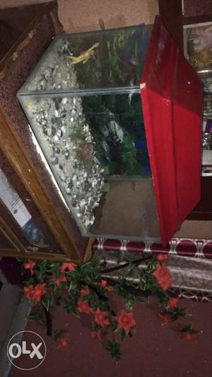 Fish aqurium with all accessories