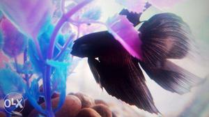 Fish for sale & aquarium setting with low cost and fast