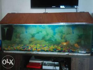 Fish tank with fish and other accessories on sale