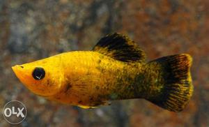 Fishes for sale; molly, normal guppy,german red guppy and