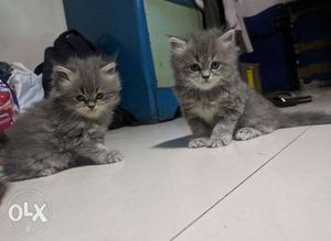 Flat Face Persian Kittens For Sale 2 months old