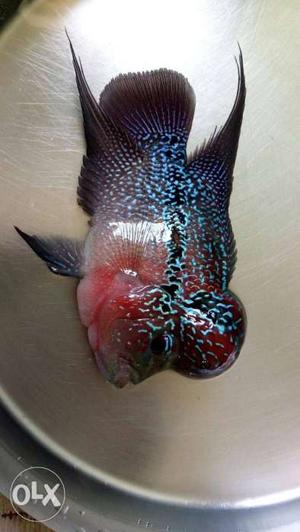 Flowerhorn 4 to 5 inches 937o