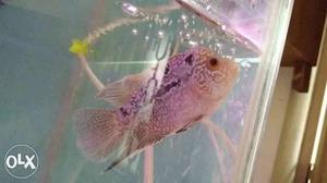 Flowerhorn available 4 inch size 500 fixed price