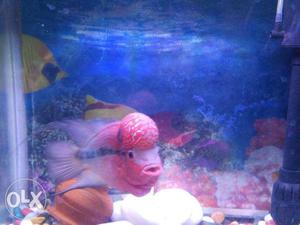 Flowerhorn fish with Aquarium