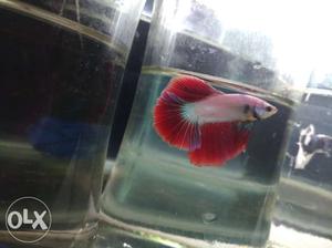 Fullmoon bettas for sale more than  pcs