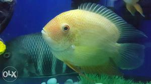 Fully grown Severum for sale.Price is negotiable.