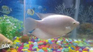 Giant gourami and other fishes pls contact me for