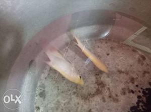 Giant gourami for cheap price urgent sale