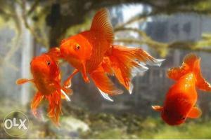 Goldfish for sale