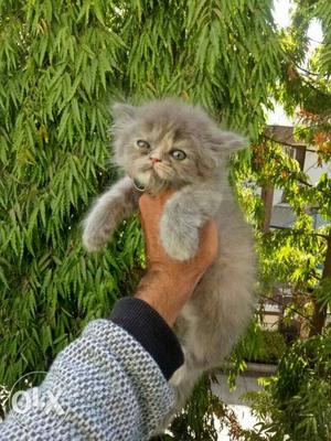 Gray And Beige Persian Kitten