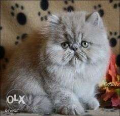 Gray color very soft coat persian cat and kitten