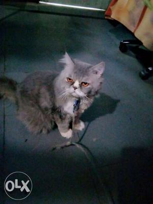 Gray n White Persian punch face Male Urgent sell Price