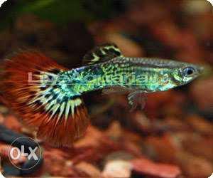 Green And Red Pet Fish