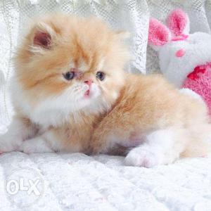 Grey persian cat 2 month old available for cod AVALIBLE