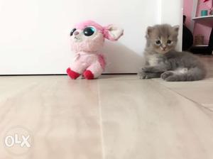 Healthy Persian Kittens, Available in Grey and Black