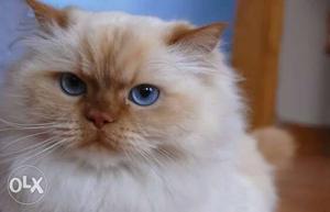 Himalyan Persian Cat kitten with blue eyes male 7 months