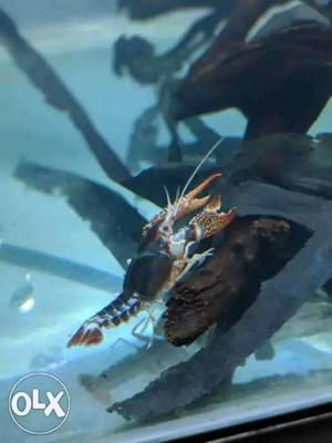 Hybrid king lobster for urgent sell