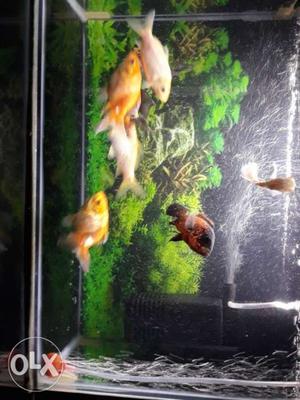 I Want To Sale My 6 Fish For Rs 600 So Those Who