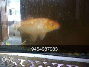 I am selling this two fish. one is golden fish