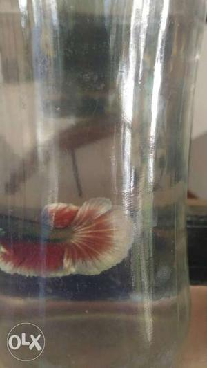 Imported All kind of bettas Wholesale & Retail