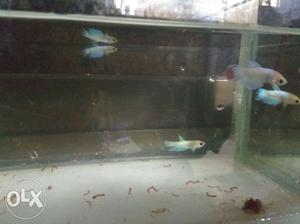Imported betta baby sale single 60₹ each 4pcs
