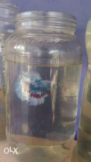 Imported bettas from thailand wholesale & Retail
