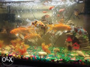 Imported fish tank five star brand superb look