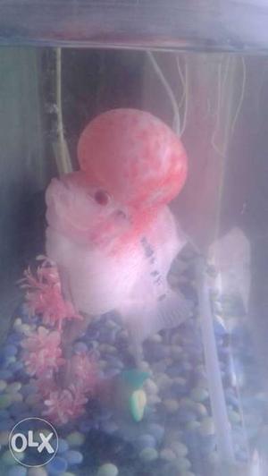 Imported flowerhorn fish for sale