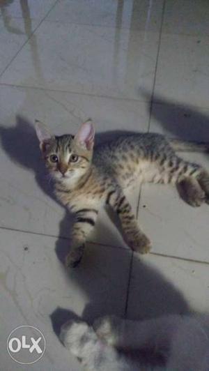 Indian cats r up for sell male female