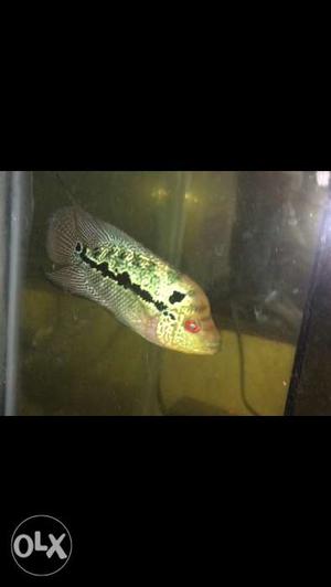 KML flowerhorn for sale at an affordable price