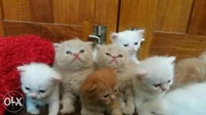Kittens each 8ooo to 9ooo 4o days