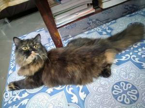 Long Haired Persian cat 6 months old vaccines