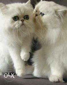 Lovely white persian kitten and cat